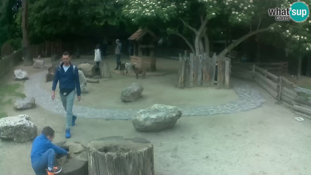 Zoo Zagreb – Rjava kapucinka