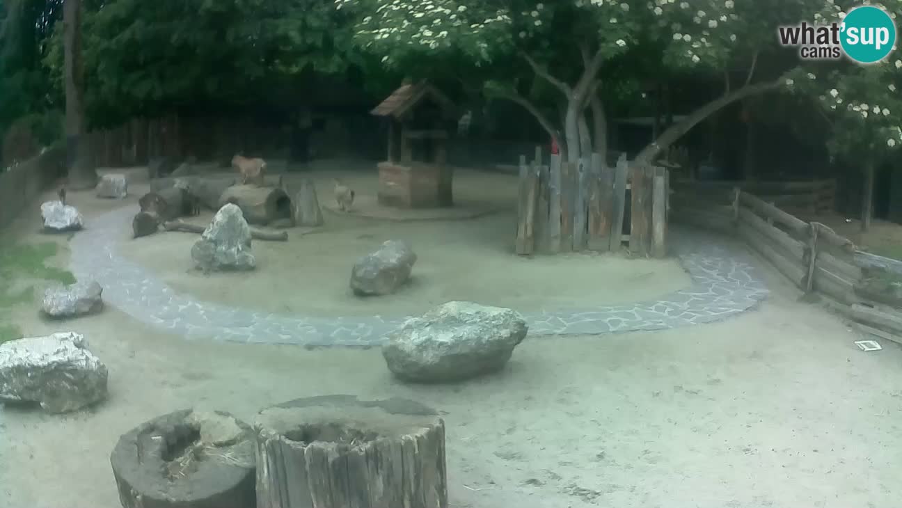Zoo Zagreb – Haubenkapuziner