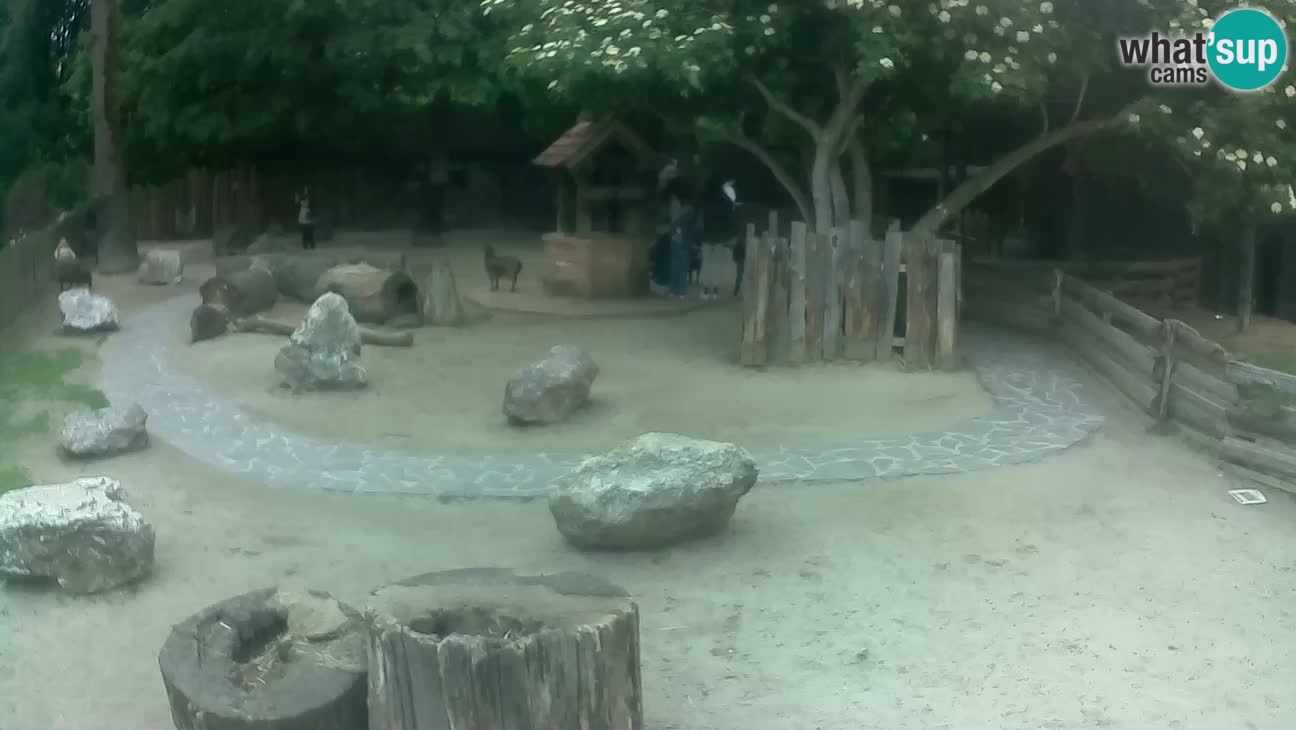 Zoo Zagreb – Rjava kapucinka
