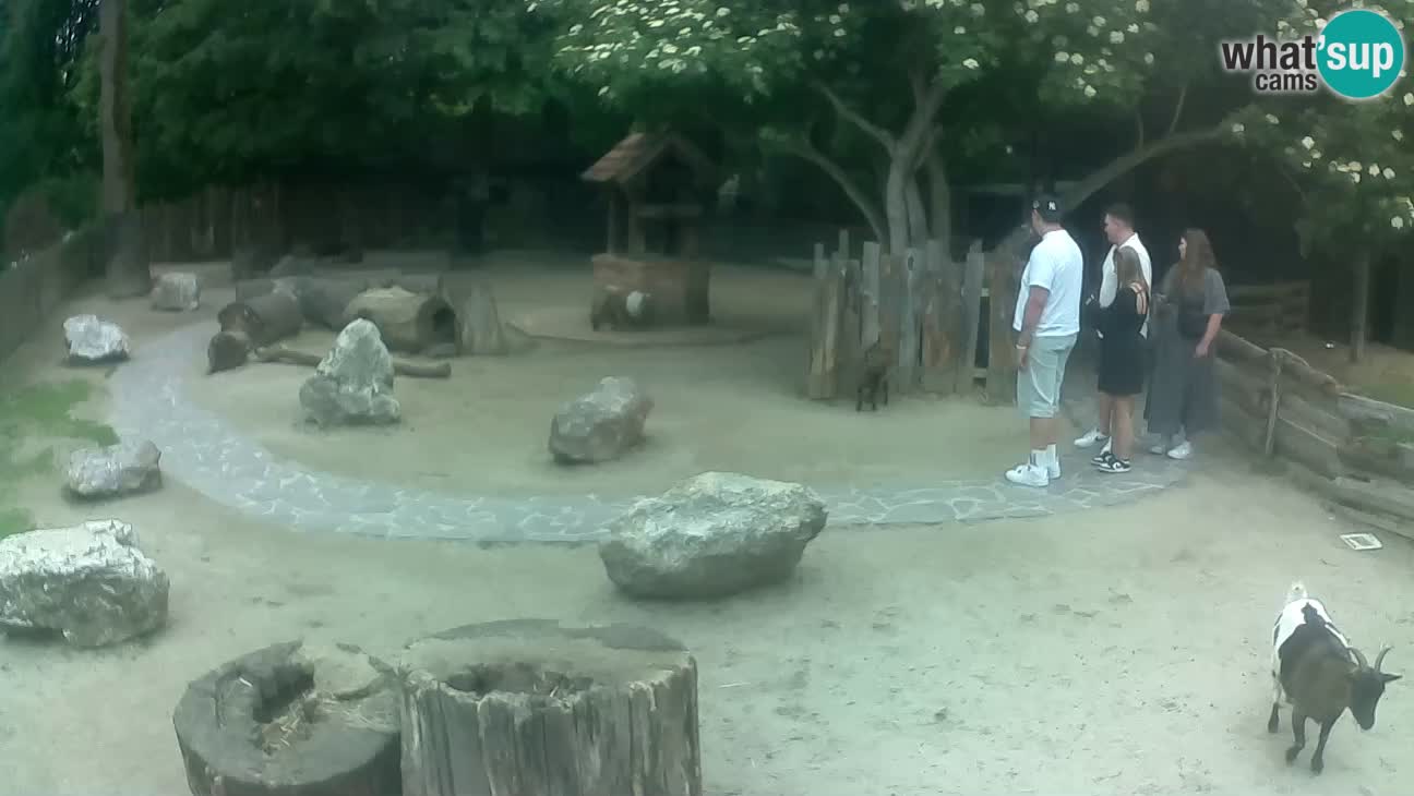 Zoo Zagreb – Cebo dai cornetti