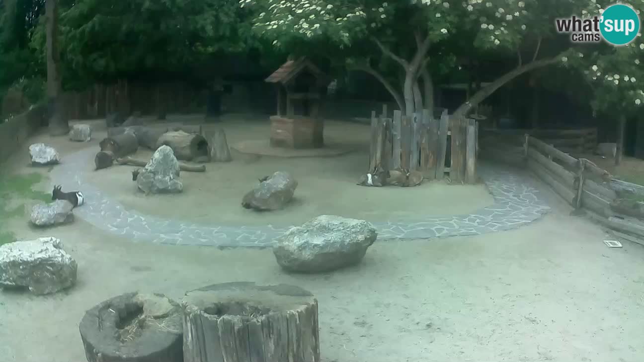 Zoo Zagreb –  Mono maicero