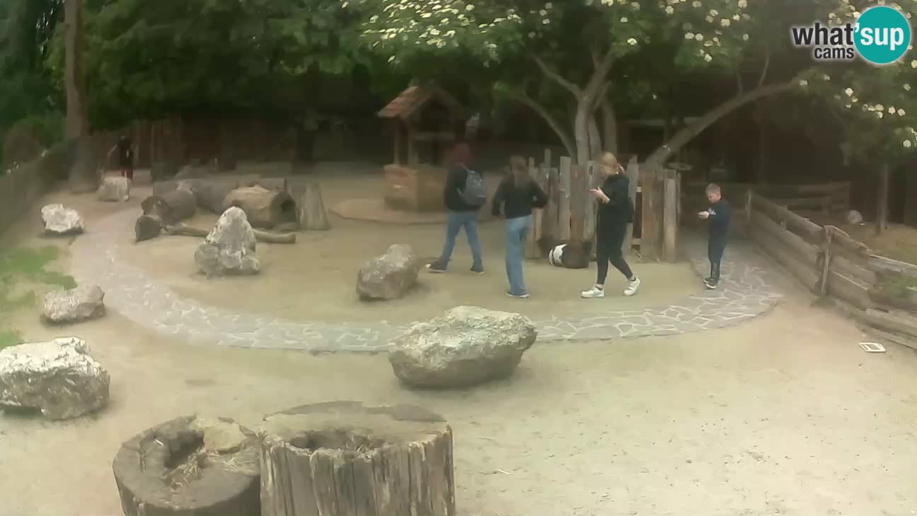 Zoo Zagreb – Cebo dai cornetti