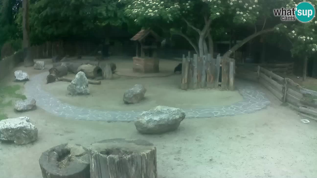 Zoo Zagreb – Cebus apella