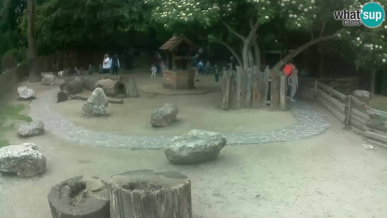 Zoo Zagreb – Brown Capuchin