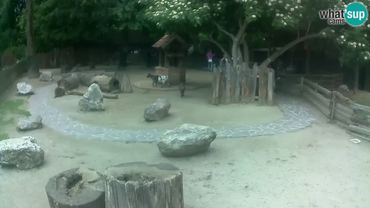 Zoo Zagreb – Brown Capuchin