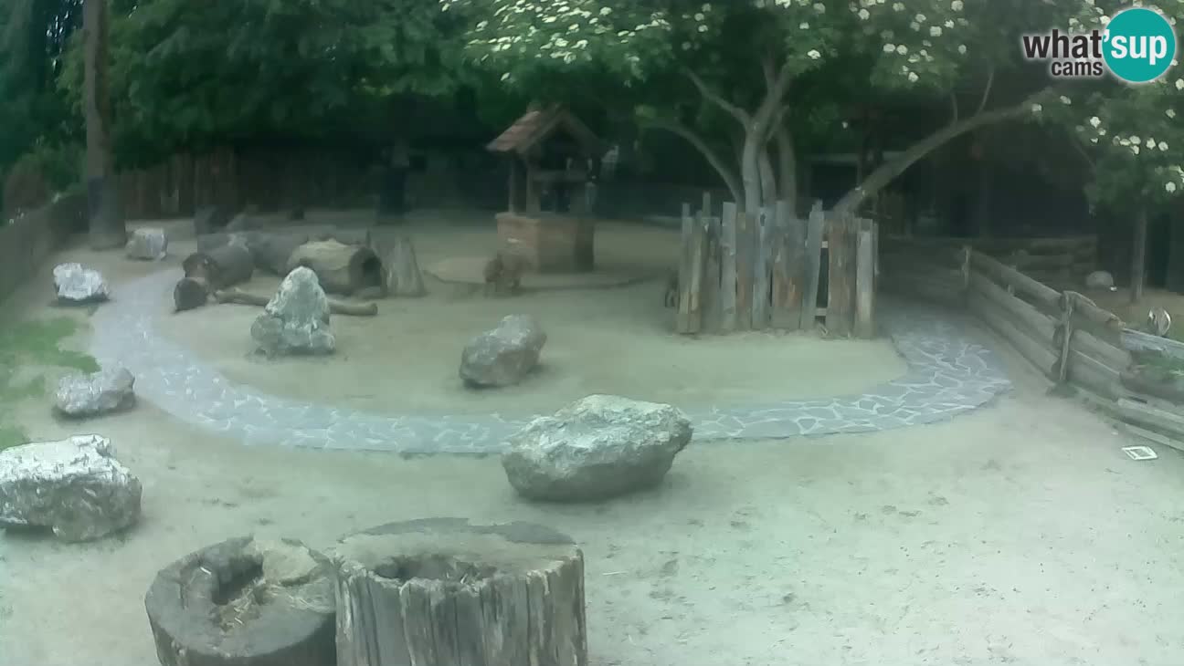 Zoo Zagreb – Rjava kapucinka