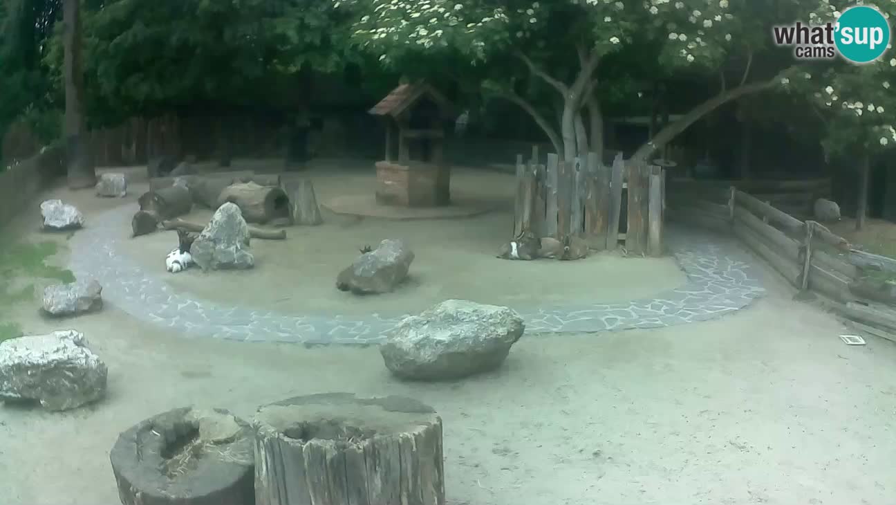Zoo Zagreb – Brown Capuchin