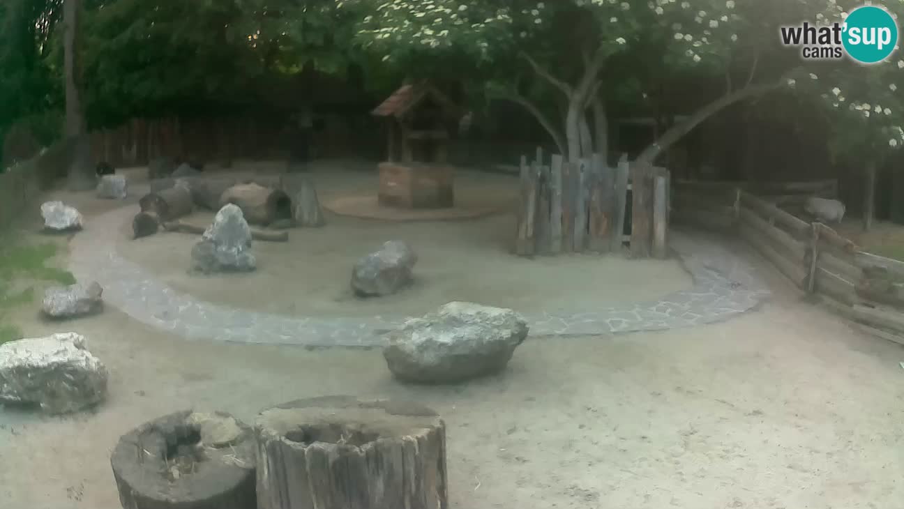 Zoo Zagreb – Brown Capuchin
