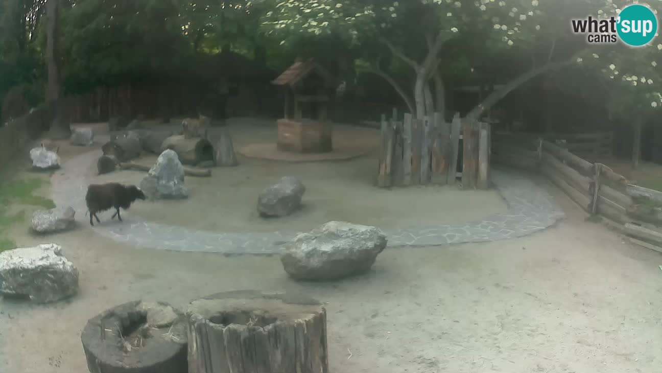 Zoo Zagreb – Rjava kapucinka