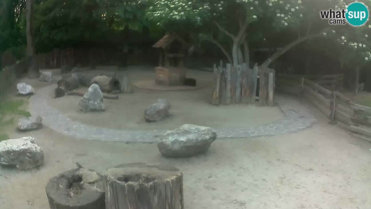 Zoo Zagreb – Brown Capuchin