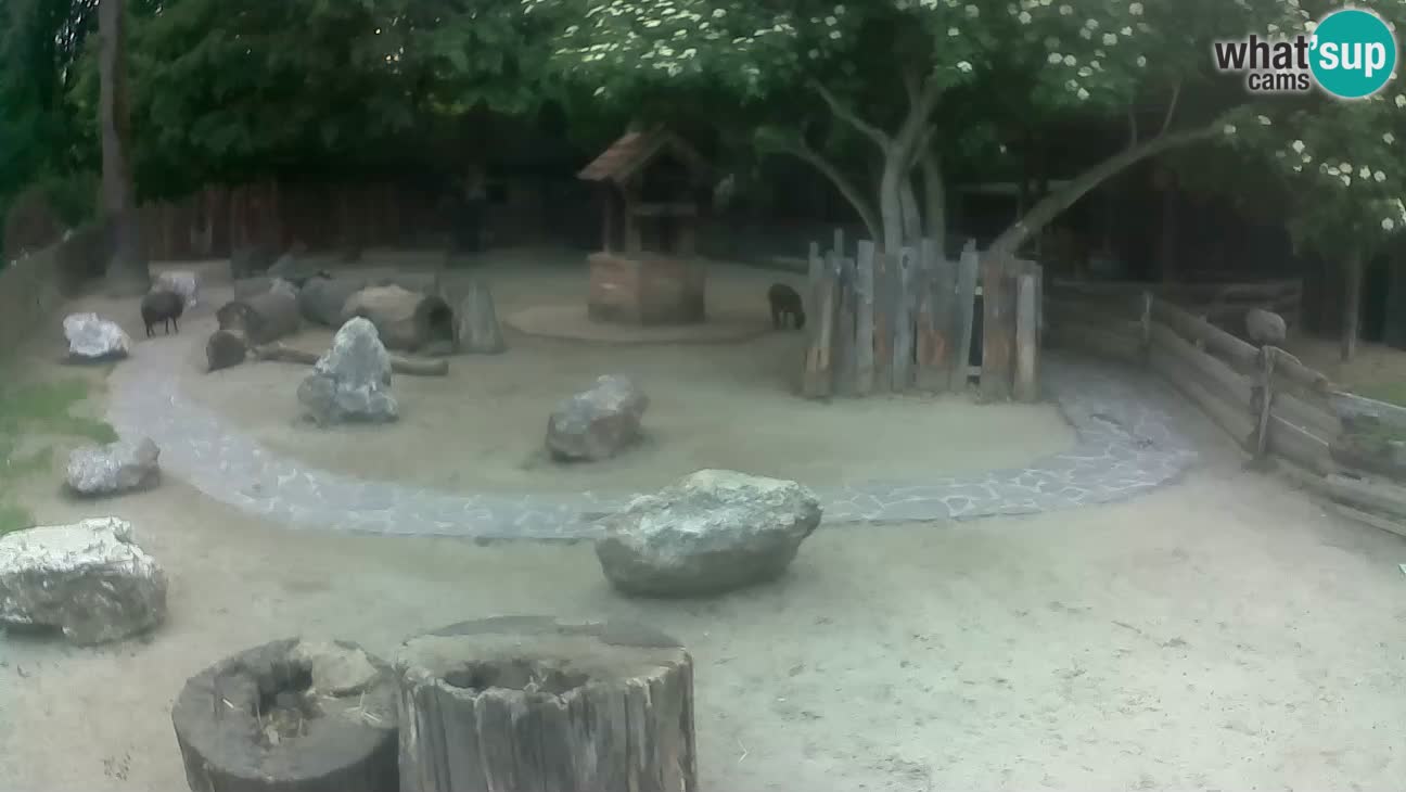 Zoo Zagreb – Brown Capuchin