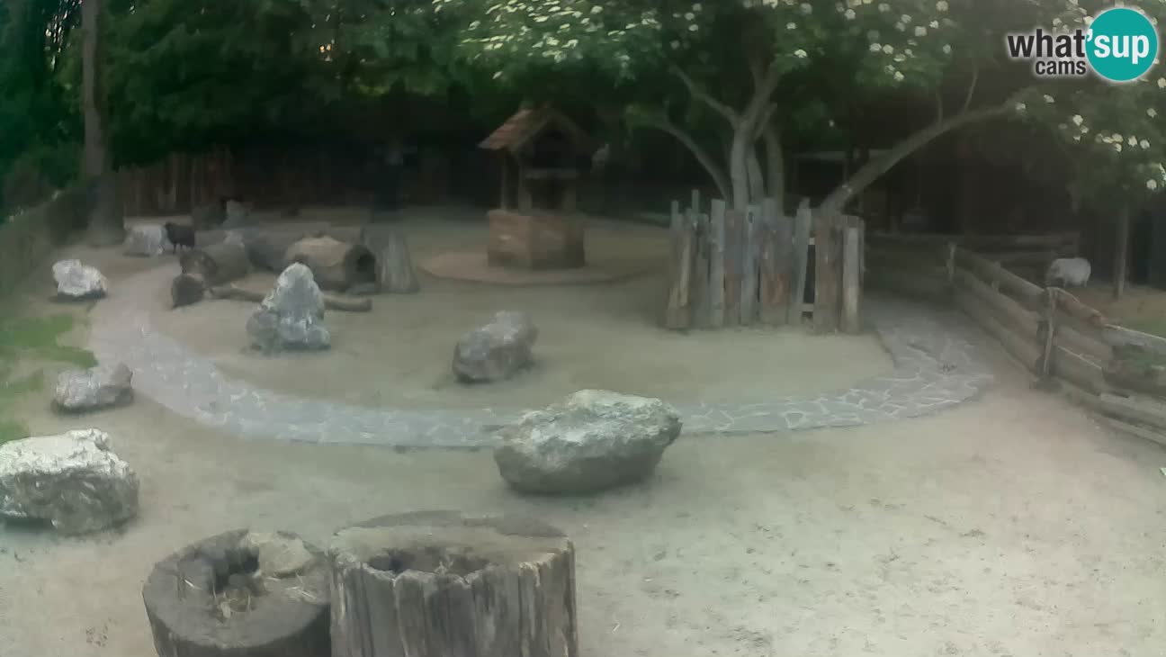 Zoo Zagreb – Cebus apella