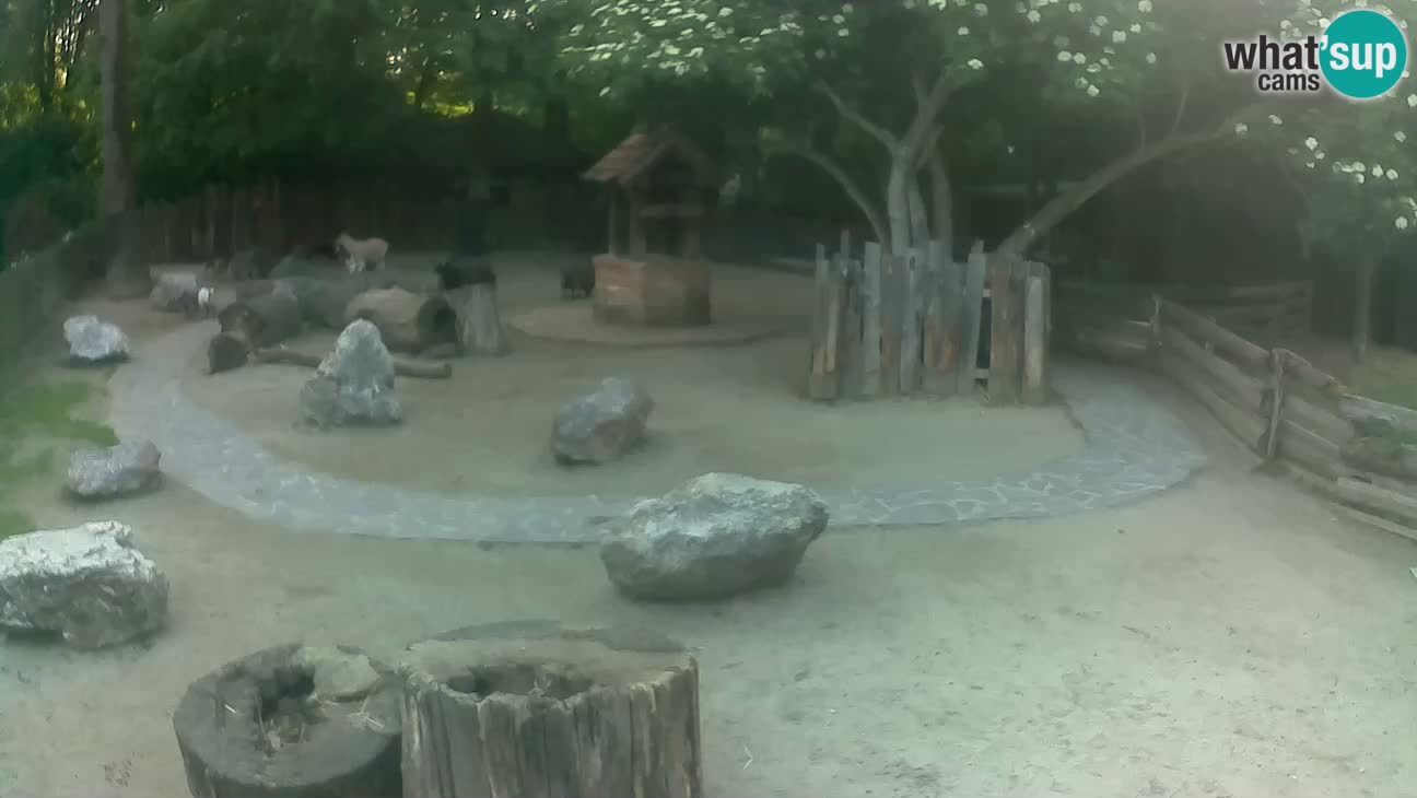 Zoo Zagreb – Cebus apella