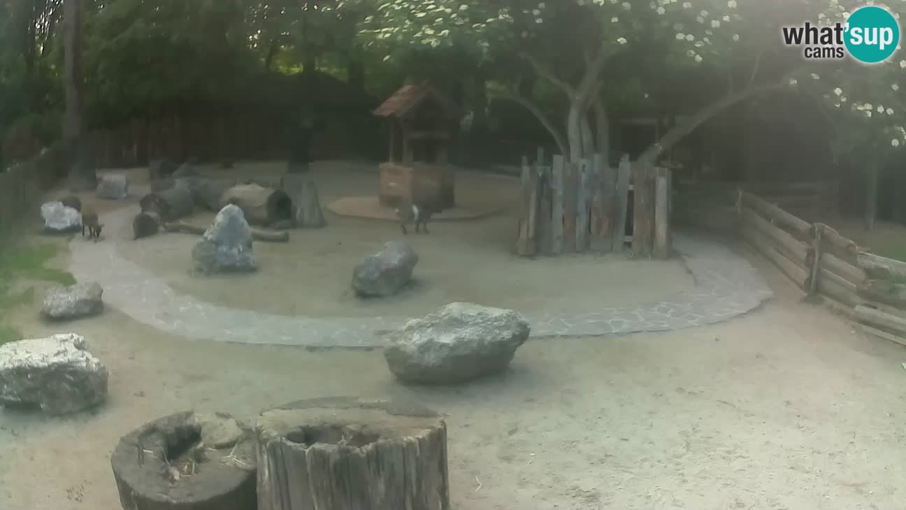 Zoo Zagreb – Cebus apella