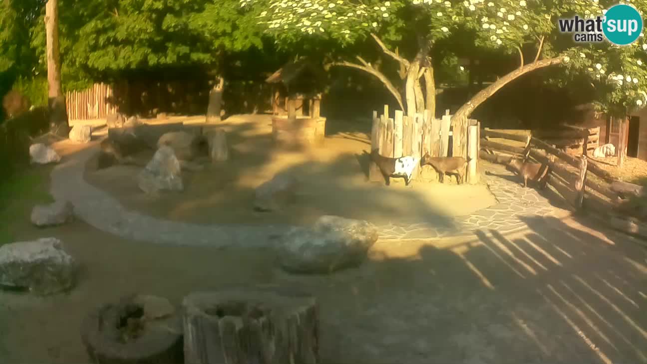 Zoo Zagreb – Rjava kapucinka