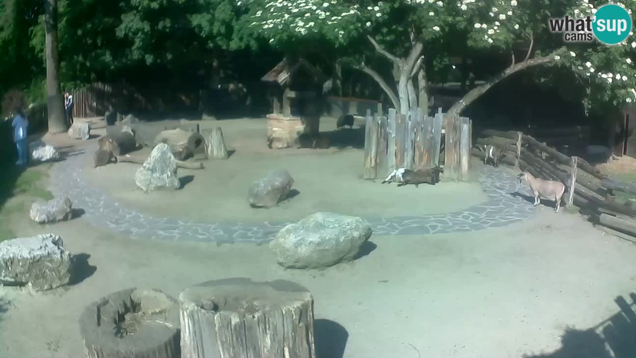 Zoo Zagreb – Cebo dai cornetti