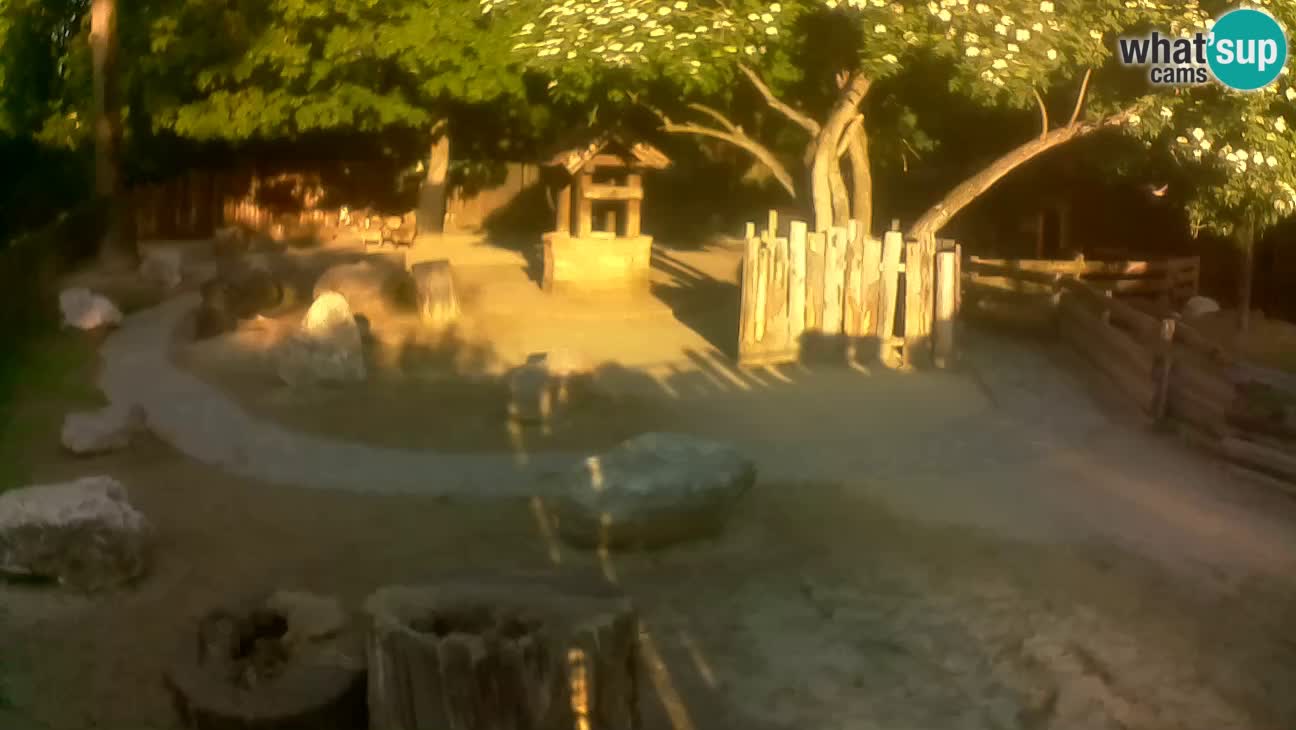 Zoo Zagreb – Brown Capuchin