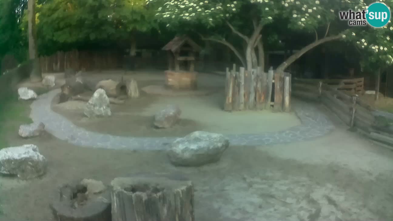 Zoo Zagreb – Rjava kapucinka