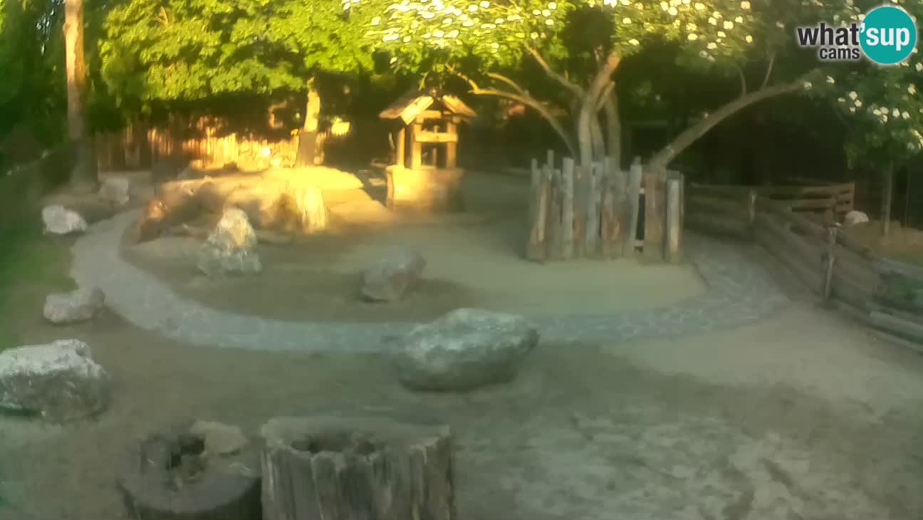 Zoo Zagreb – Brown Capuchin