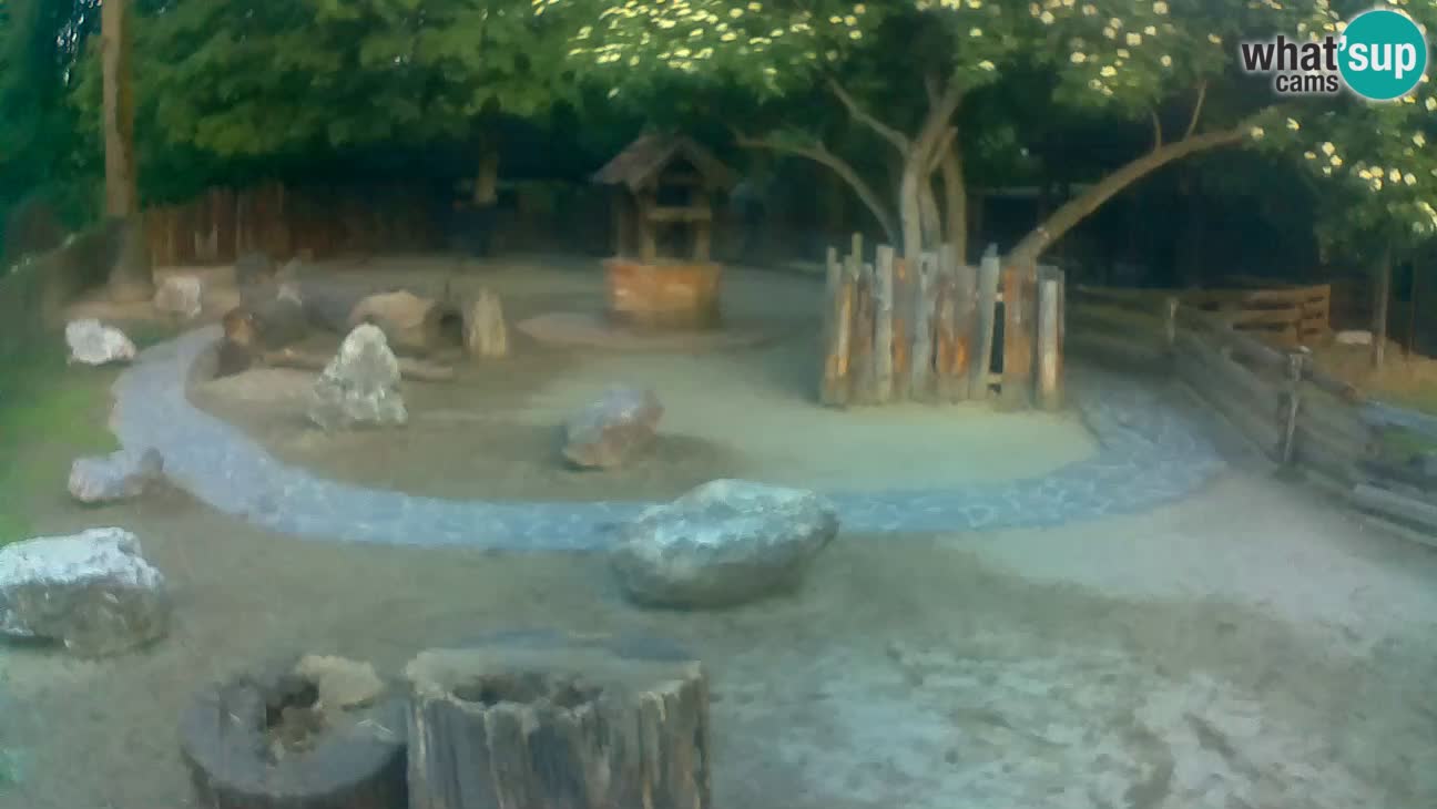 Zoo Zagreb – Brown Capuchin