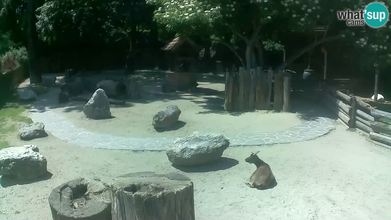 Zoo Zagreb – Brown Capuchin