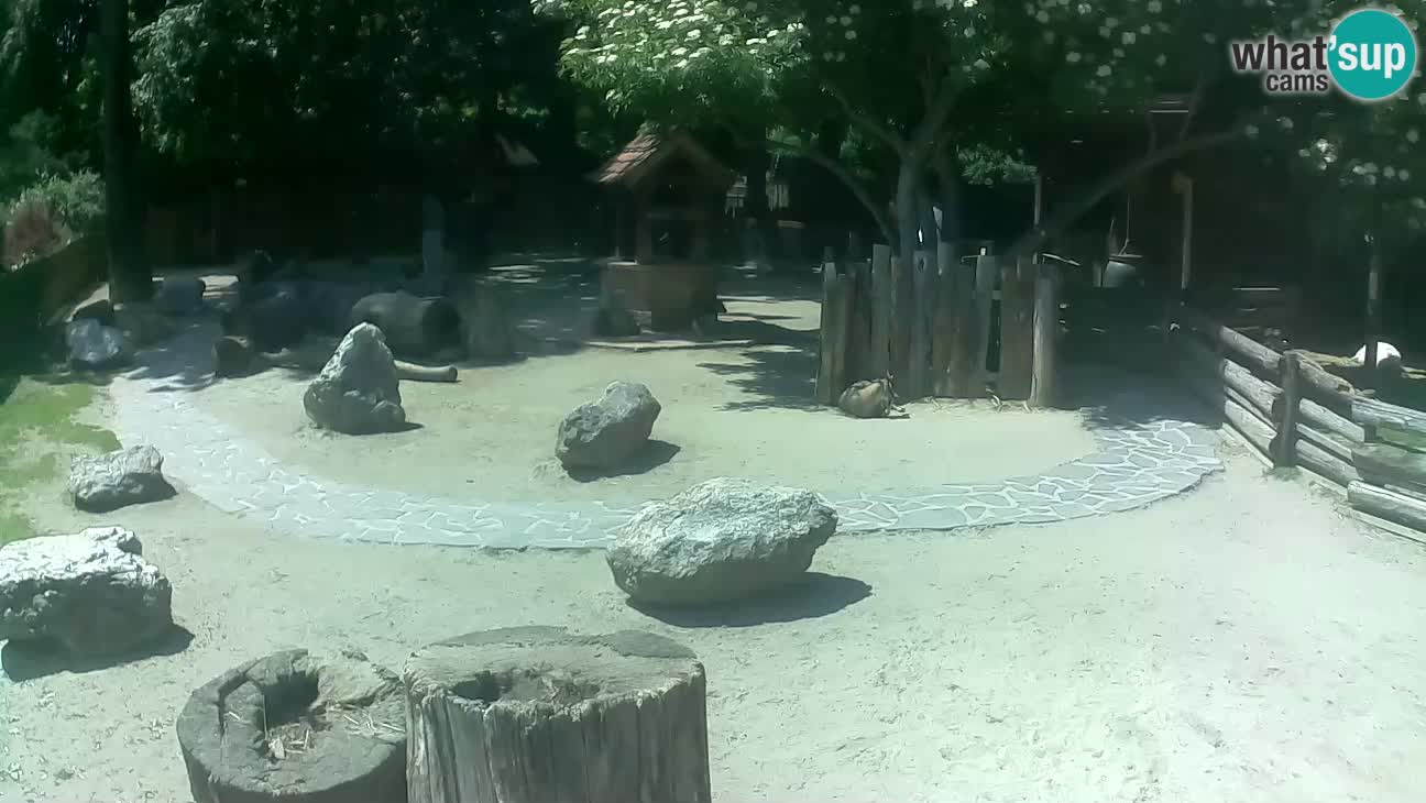 Zoo Zagreb – Brown Capuchin