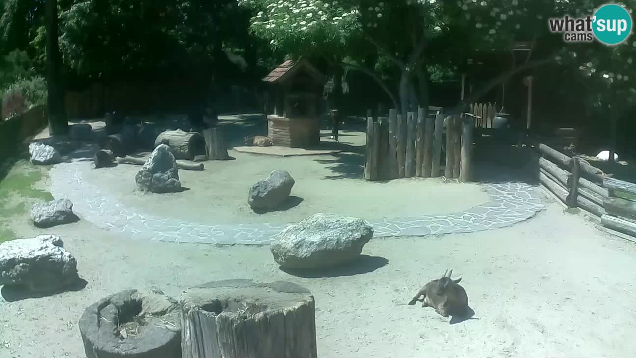 Zoo Zagreb – Rjava kapucinka