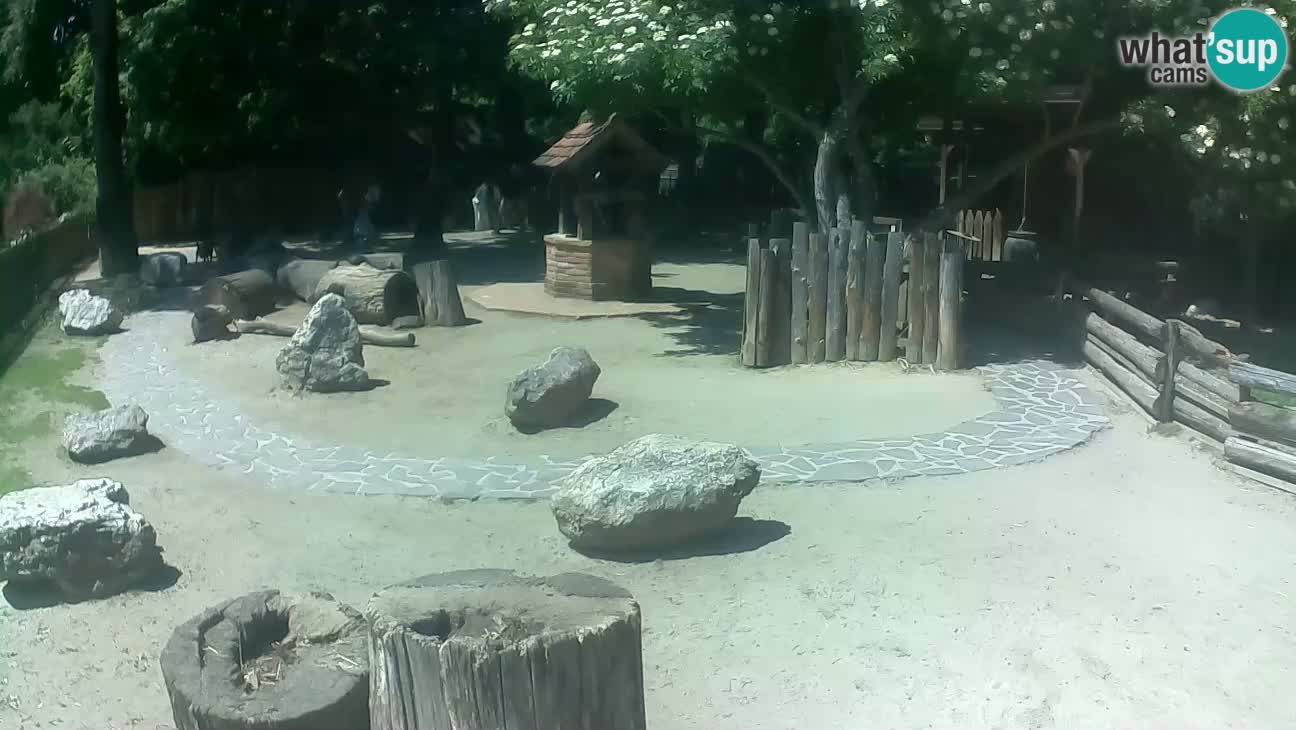 Zoo Zagreb – Rjava kapucinka