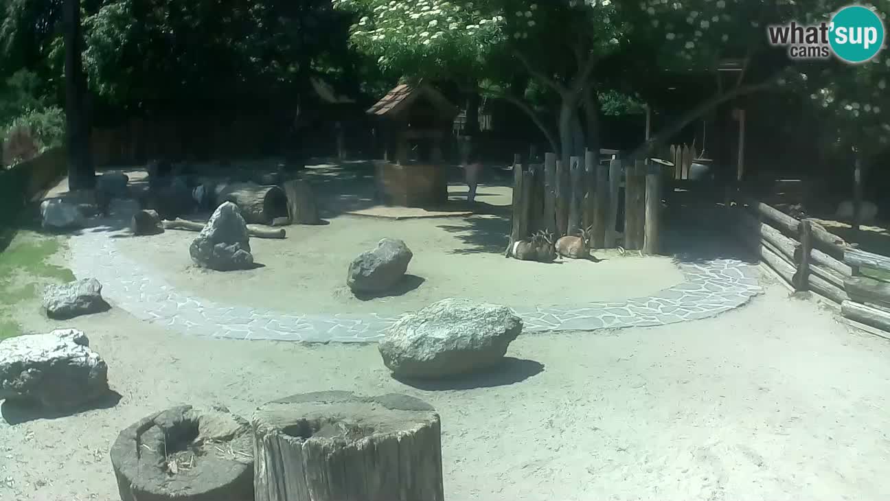 Zoo Zagreb – Rjava kapucinka