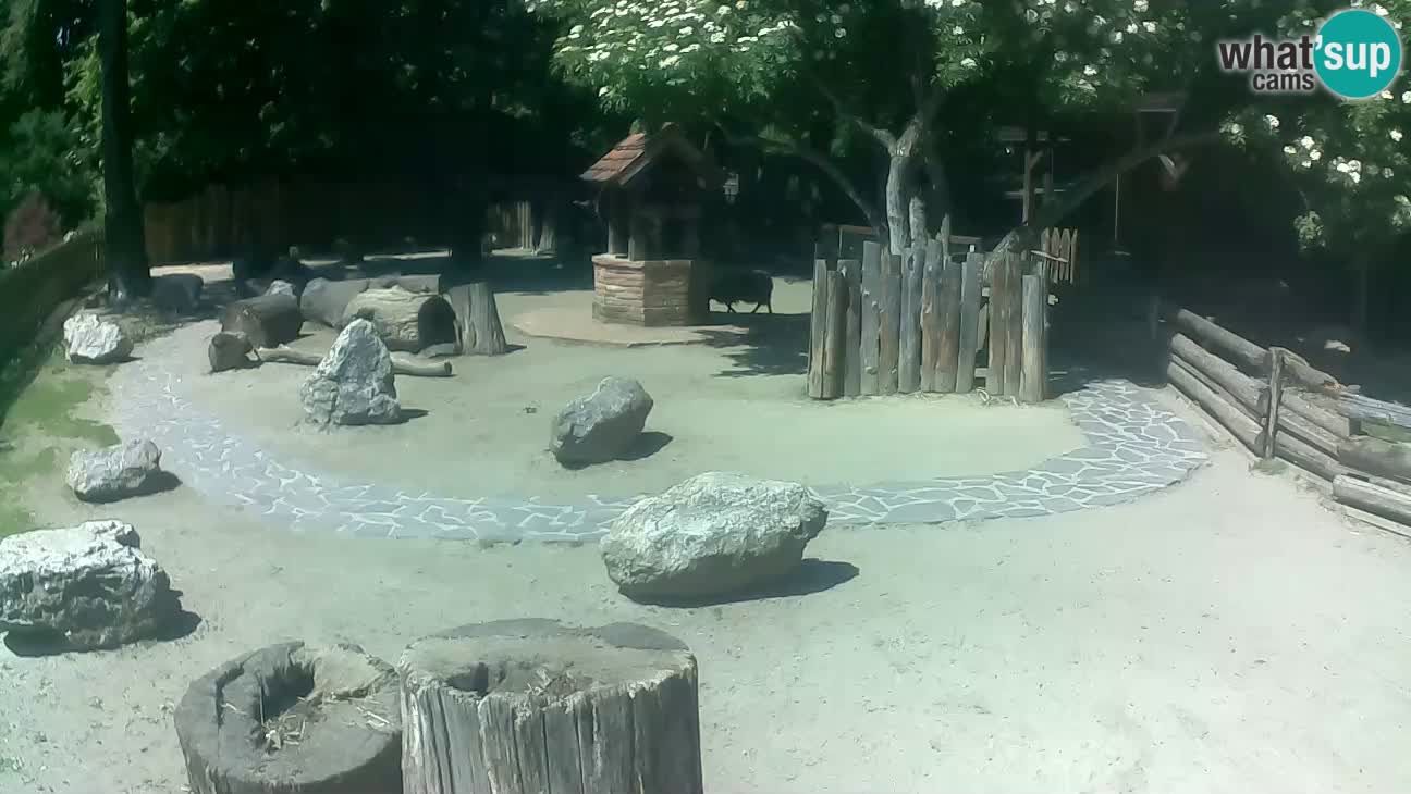 Zoo Zagreb – Cebus apella