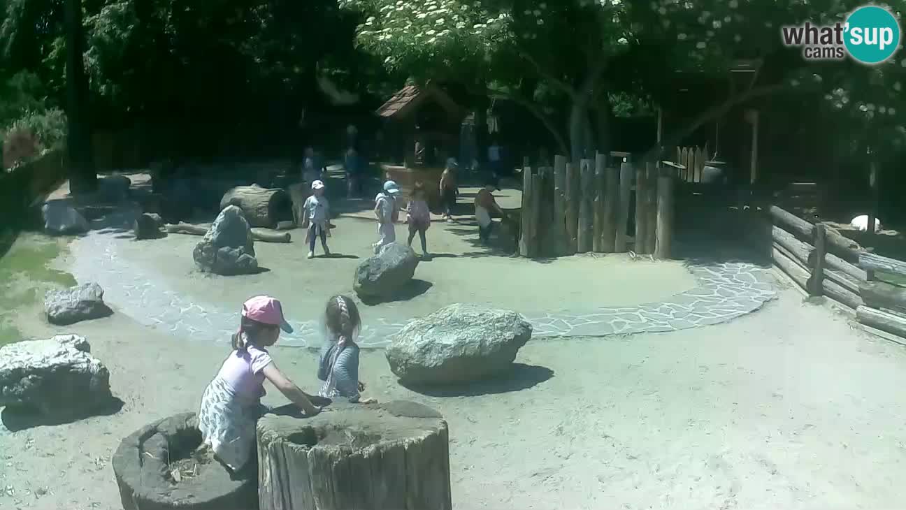 Zoo Zagreb – Brown Capuchin
