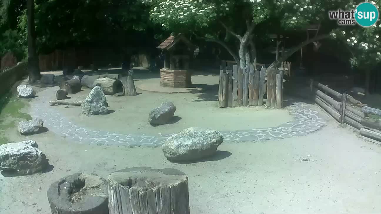 Zoo Zagreb – Rjava kapucinka