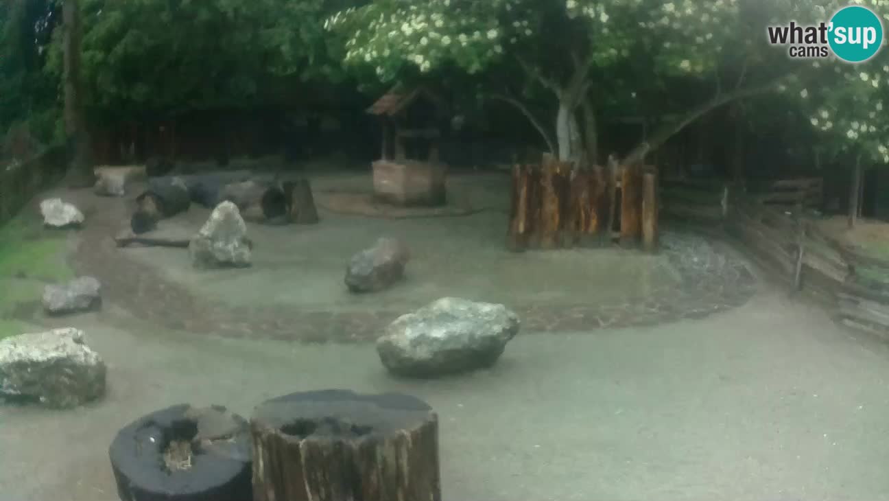 Zoo Zagreb – Brown Capuchin