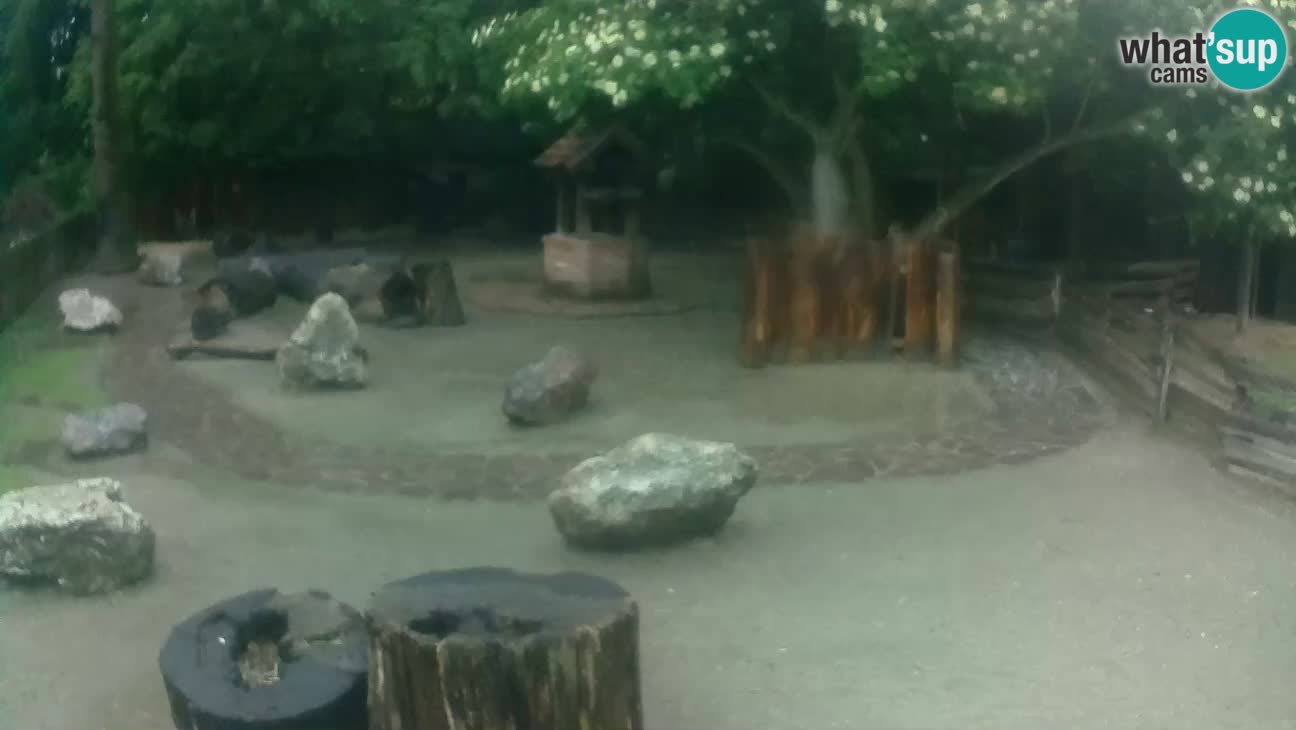 Zoo Zagreb – Brown Capuchin