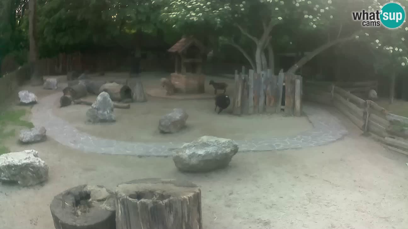 Zoo Zagreb – Cebo dai cornetti