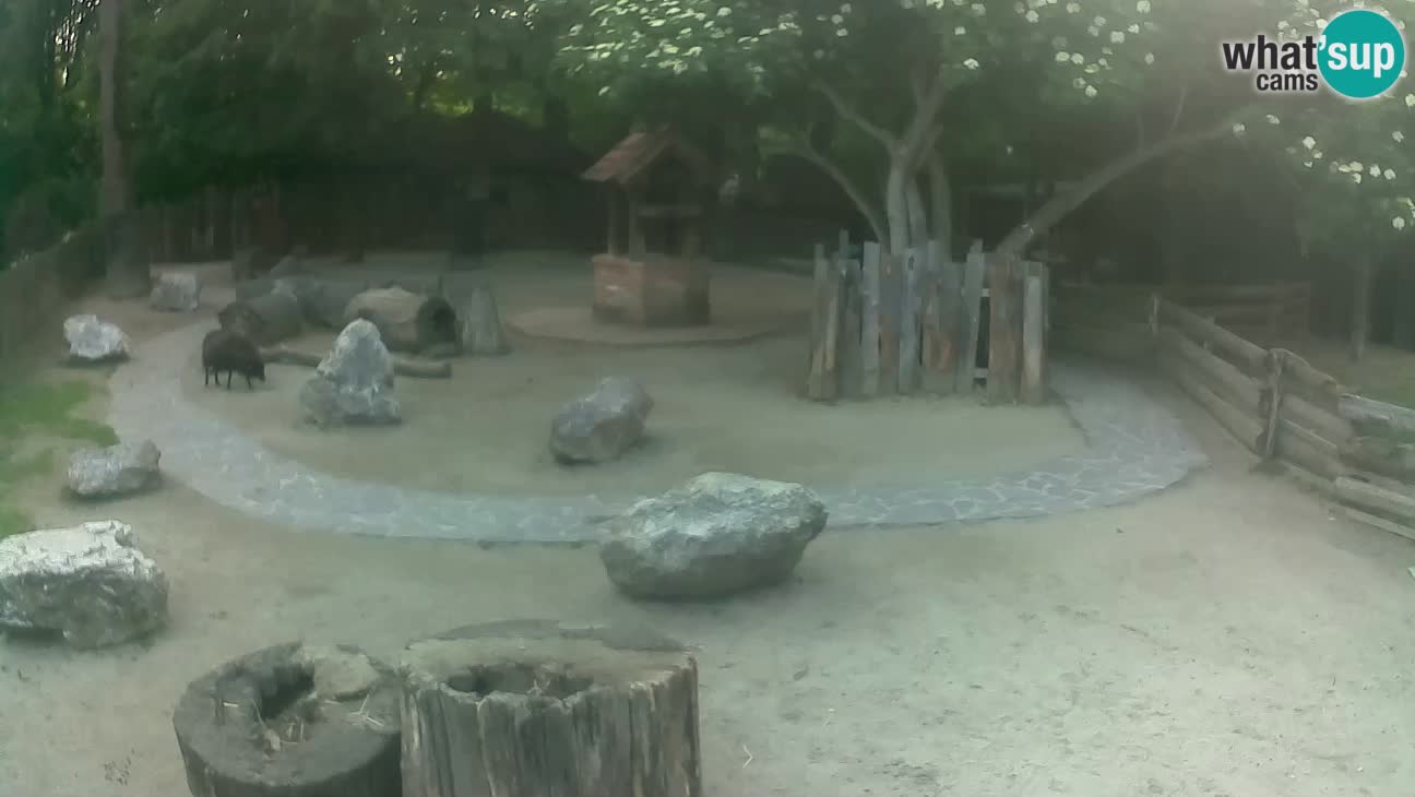 Zoo Zagreb – Brown Capuchin
