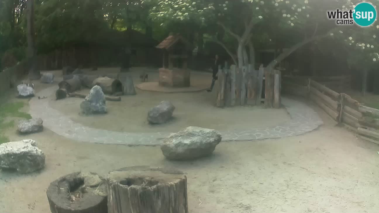 Zoo Zagreb – Brown Capuchin