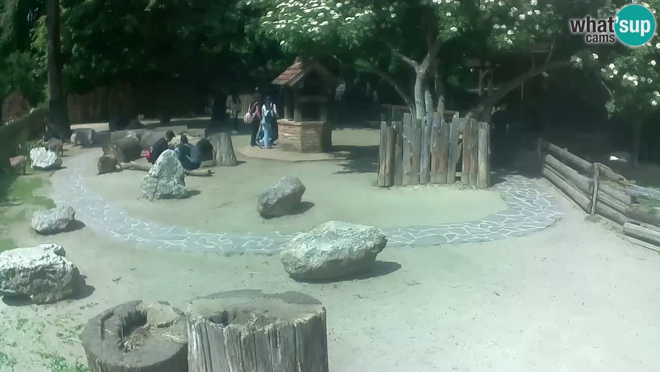 Zoo Zagreb – Brown Capuchin