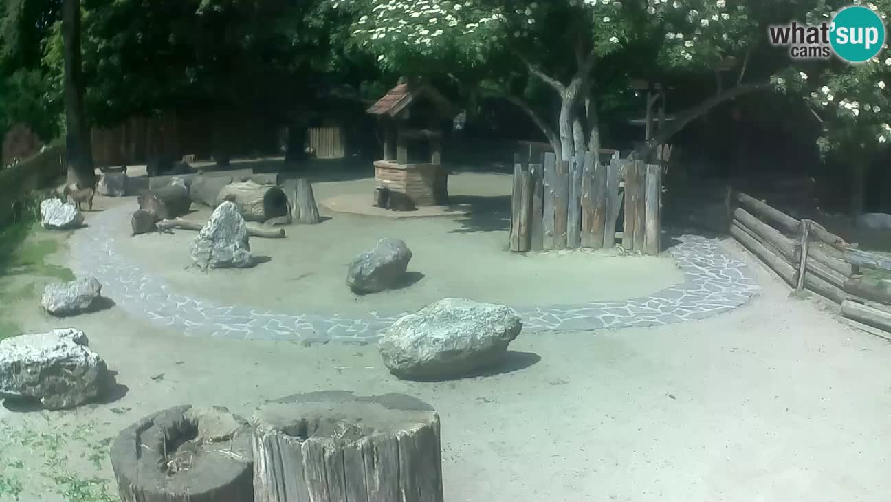 Zoo Zagreb – Rjava kapucinka