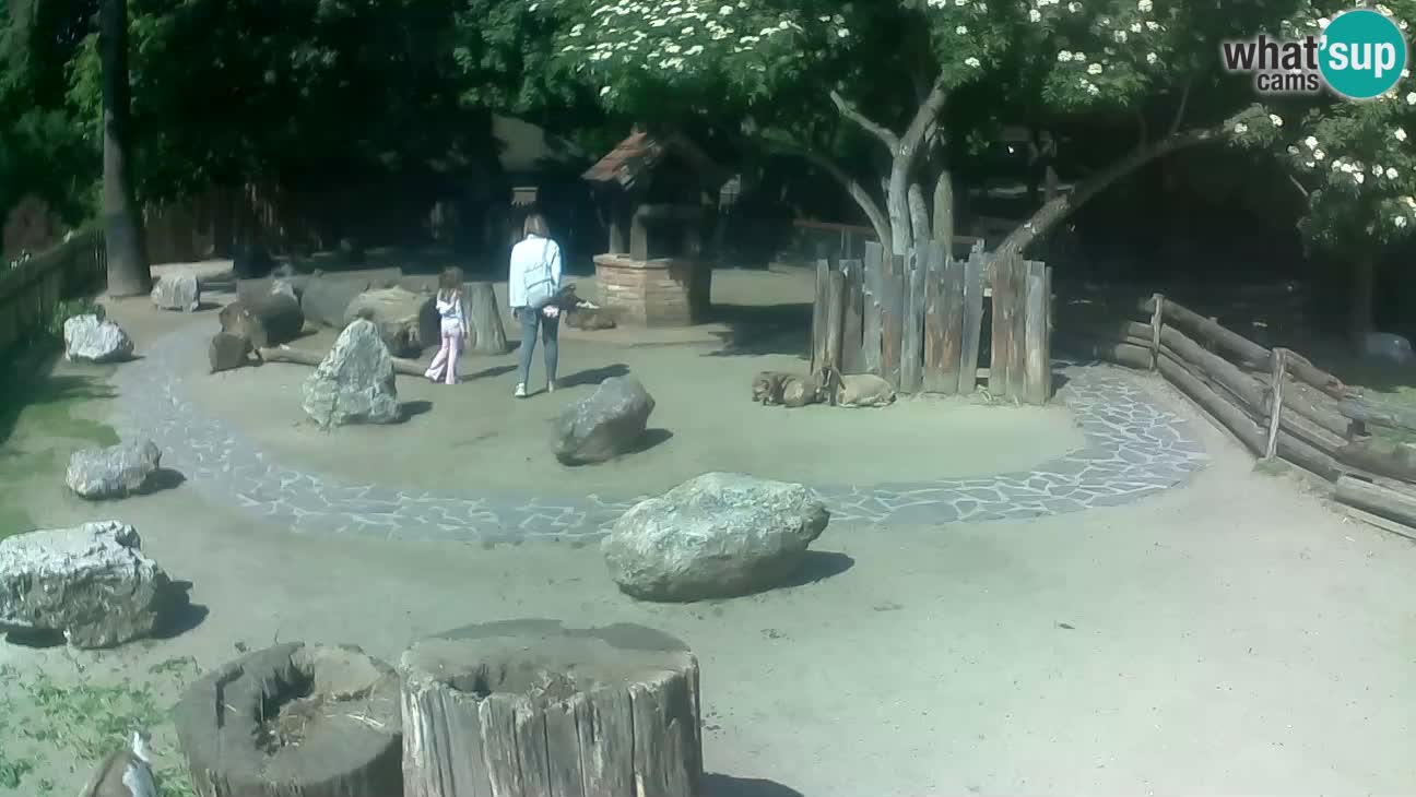 Zoo Zagreb – Cebus apella