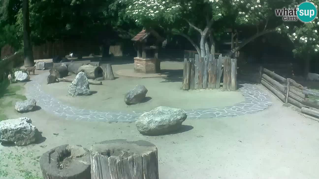 Zoo Zagreb – Haubenkapuziner