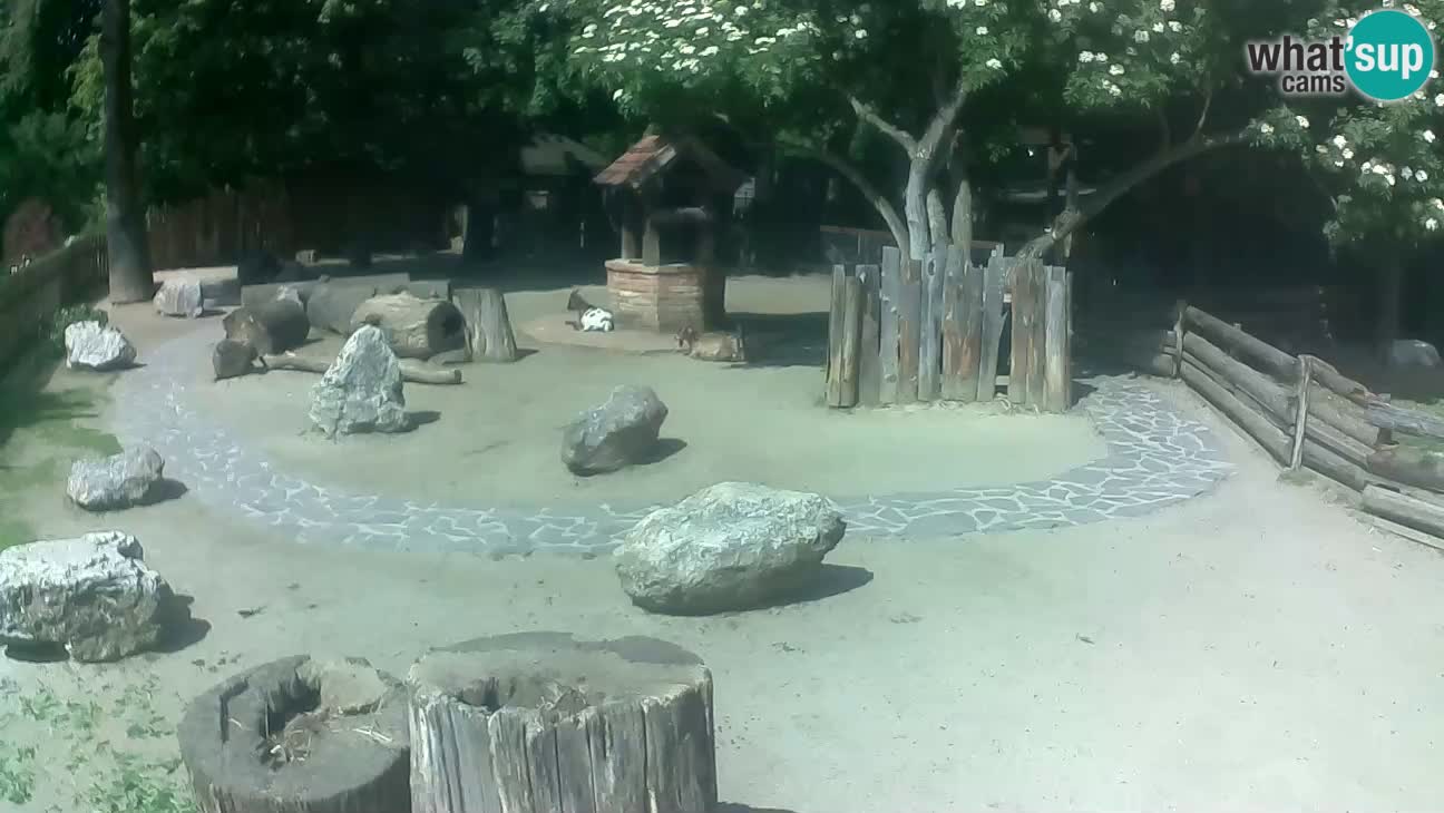 Zoo Zagreb – Rjava kapucinka