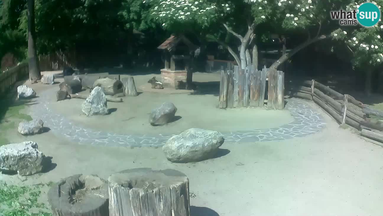 Zoo Zagreb – Haubenkapuziner