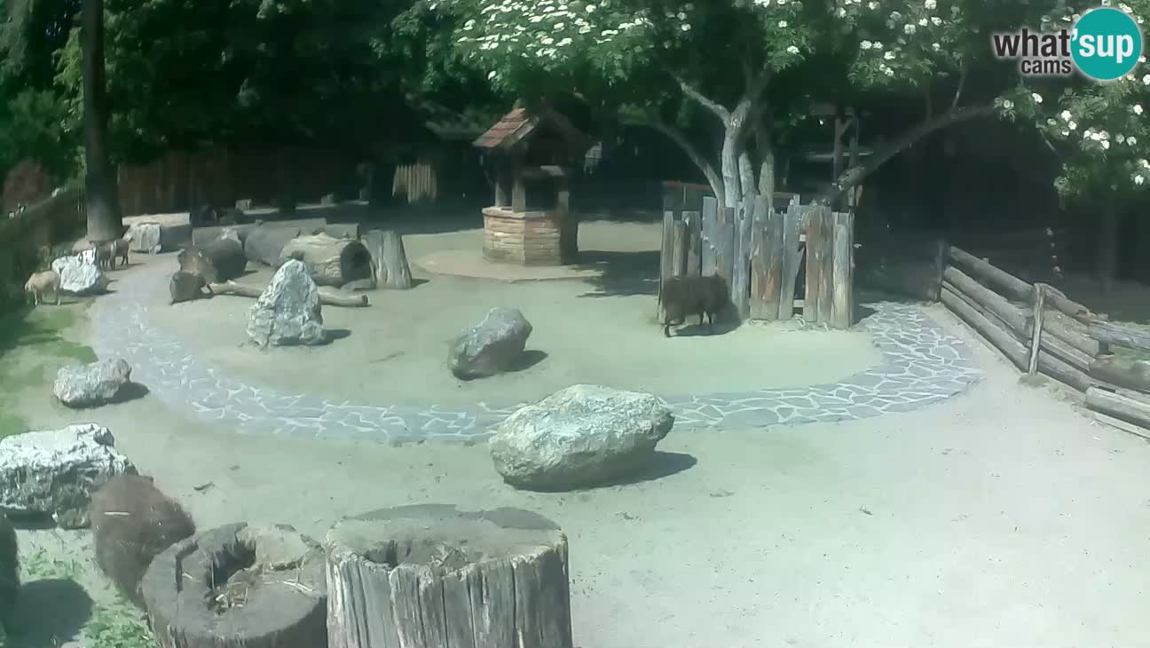 Zoo Zagreb – Brown Capuchin