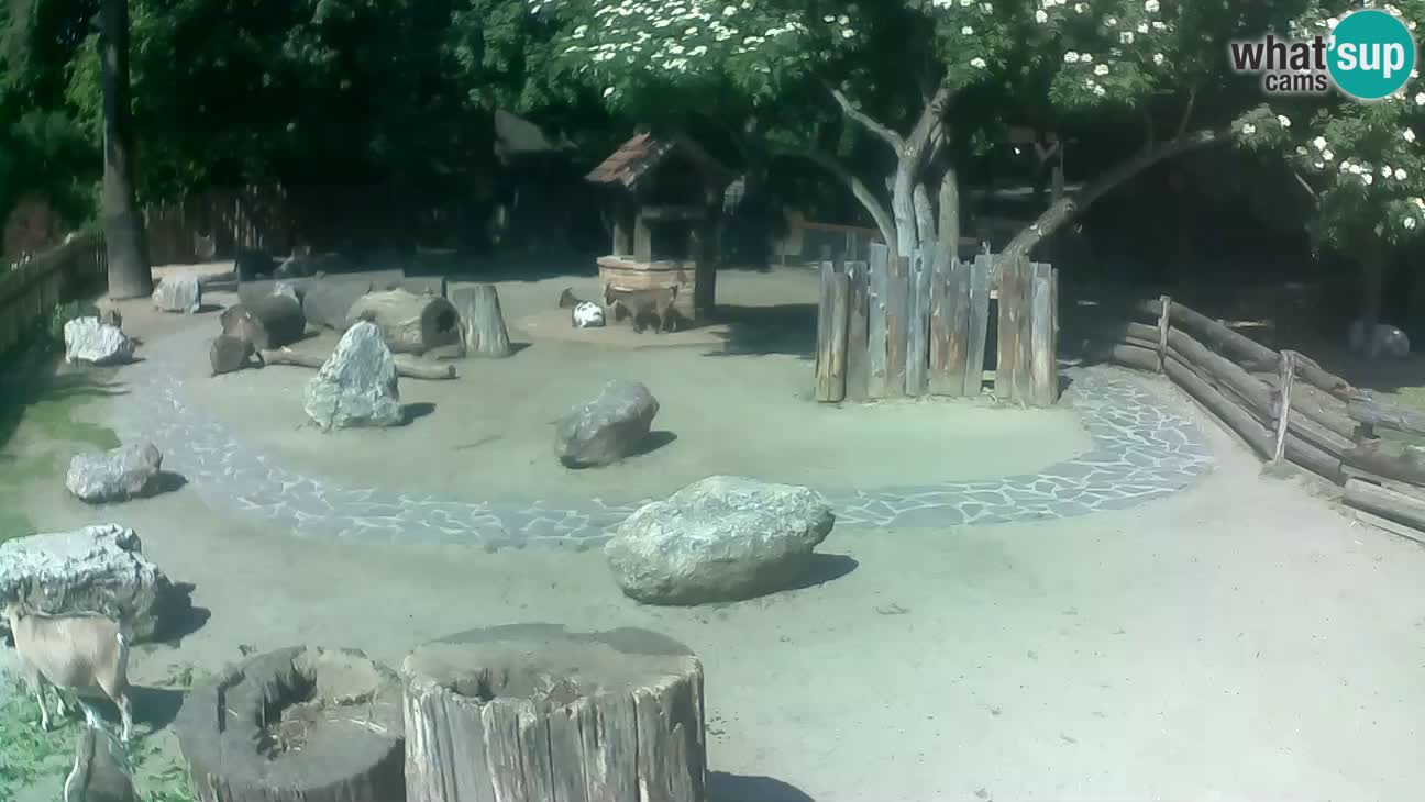 Zoo Zagreb – Brown Capuchin