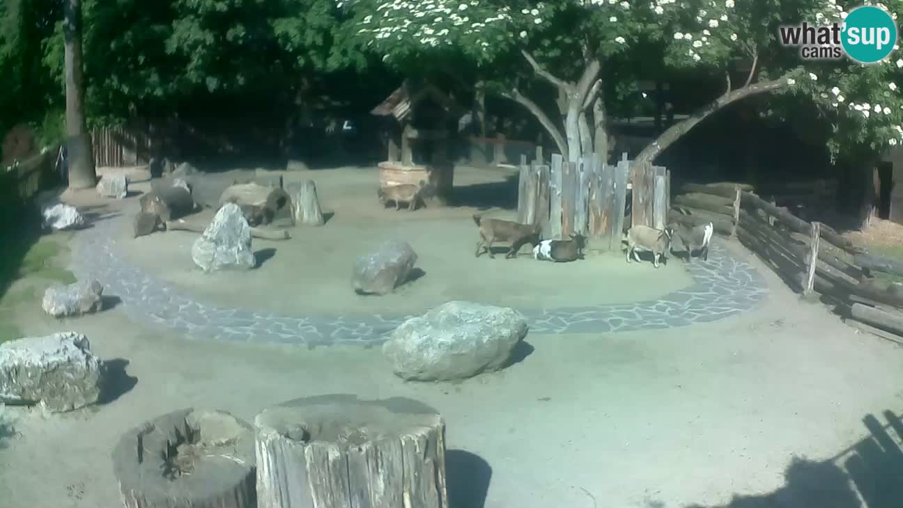 Zoo Zagreb – Cebus apella