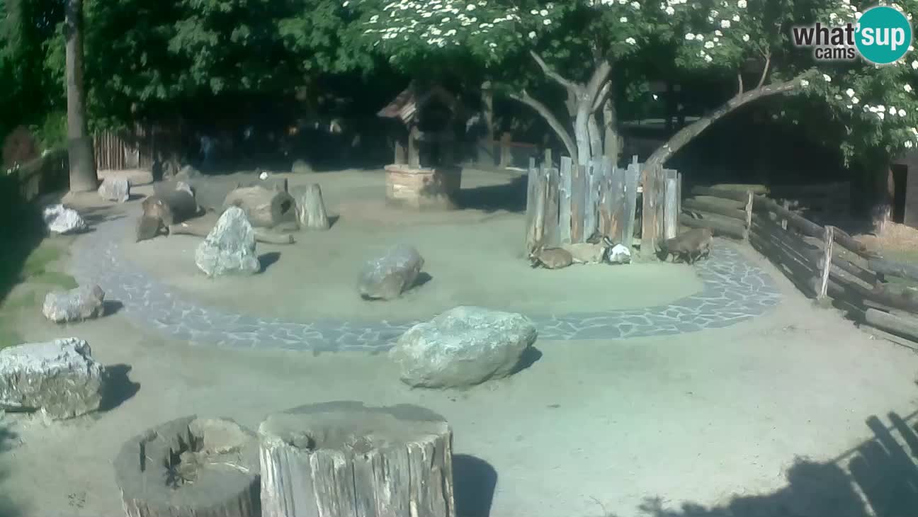 Zoo Zagreb – Brown Capuchin