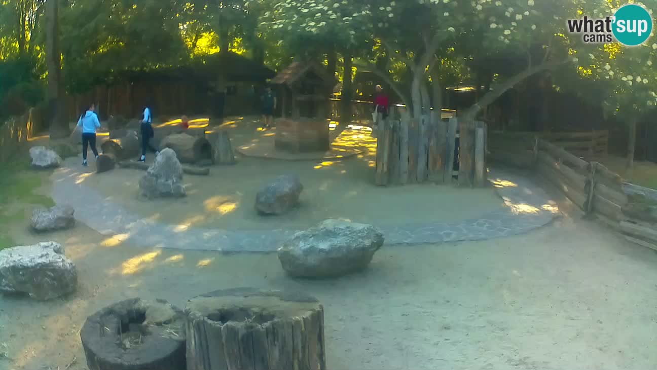 Zoo Zagreb – Haubenkapuziner