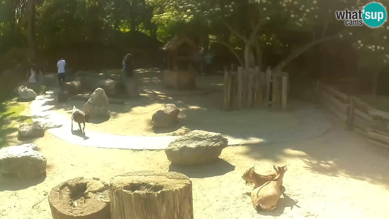 Zoo Zagreb – Rjava kapucinka