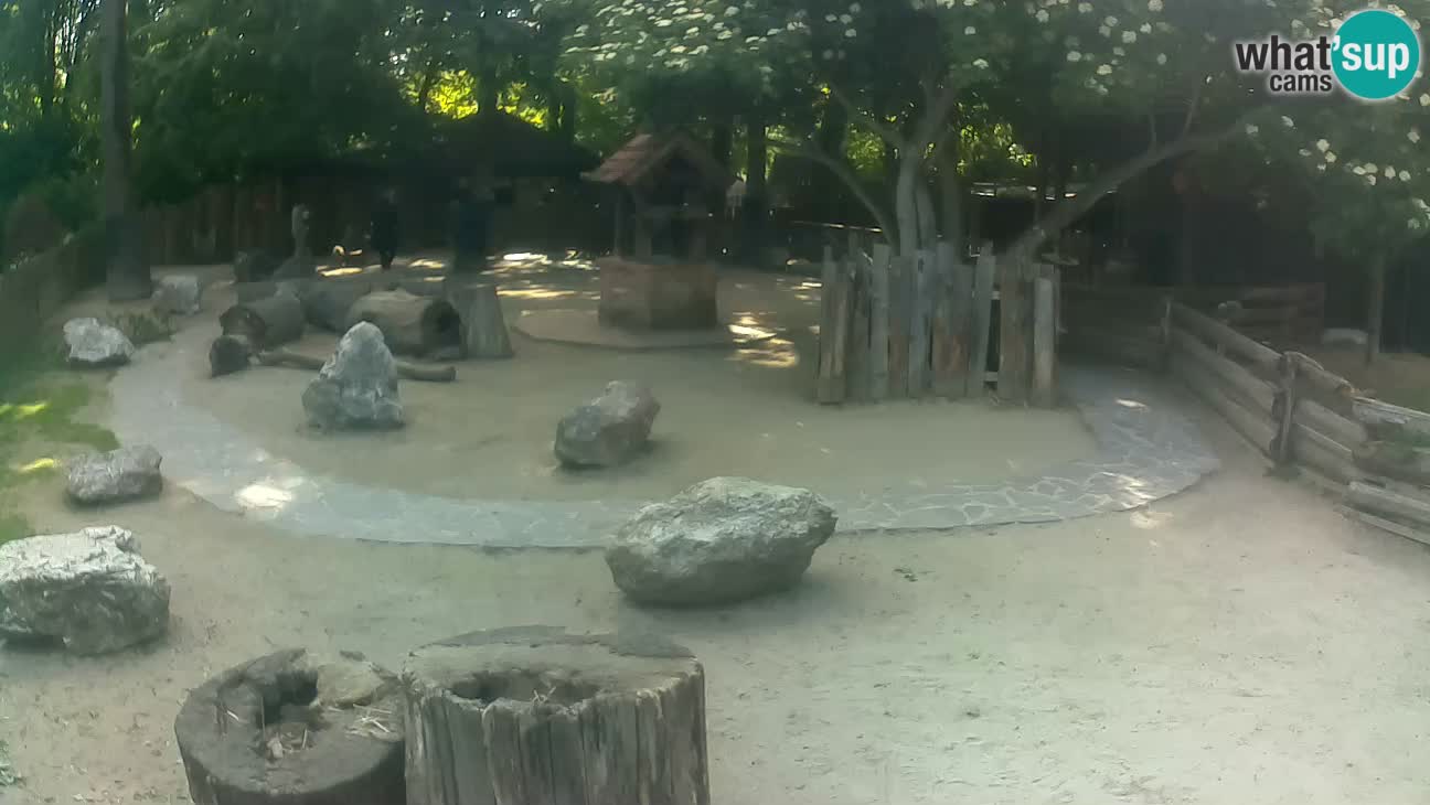 Zoo Zagreb – Rjava kapucinka